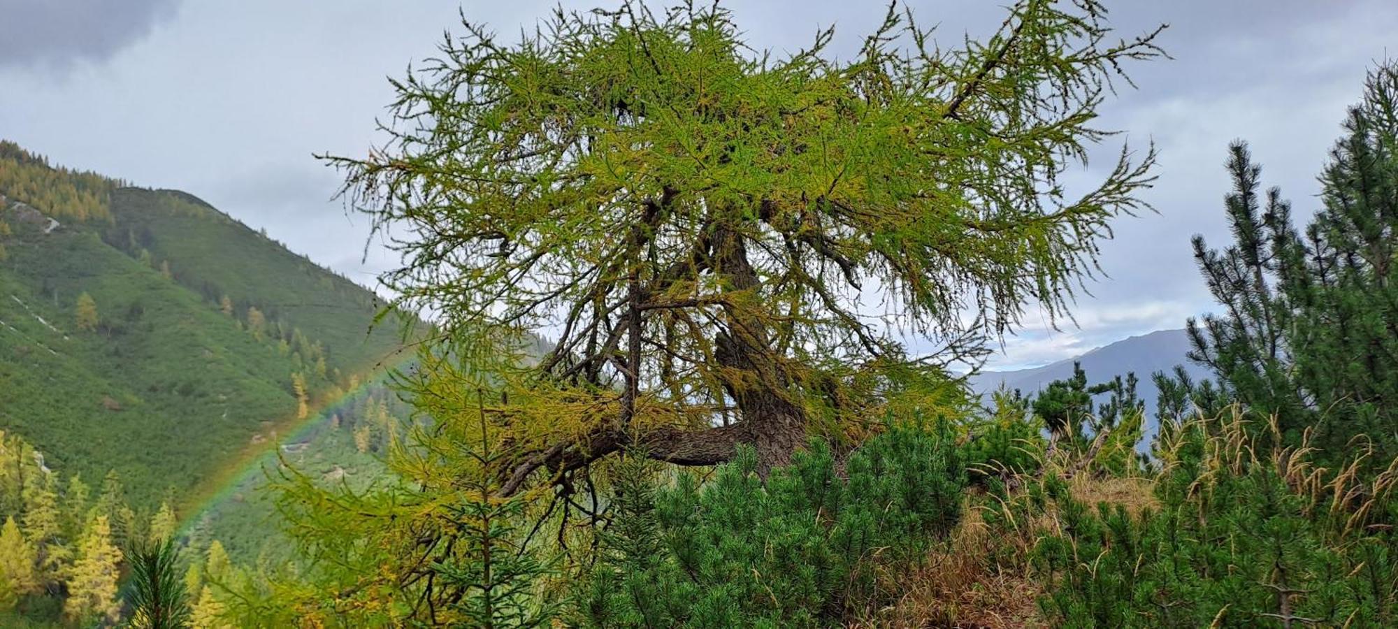 Appartamento Haus Simone Neustift im Stubaital Esterno foto